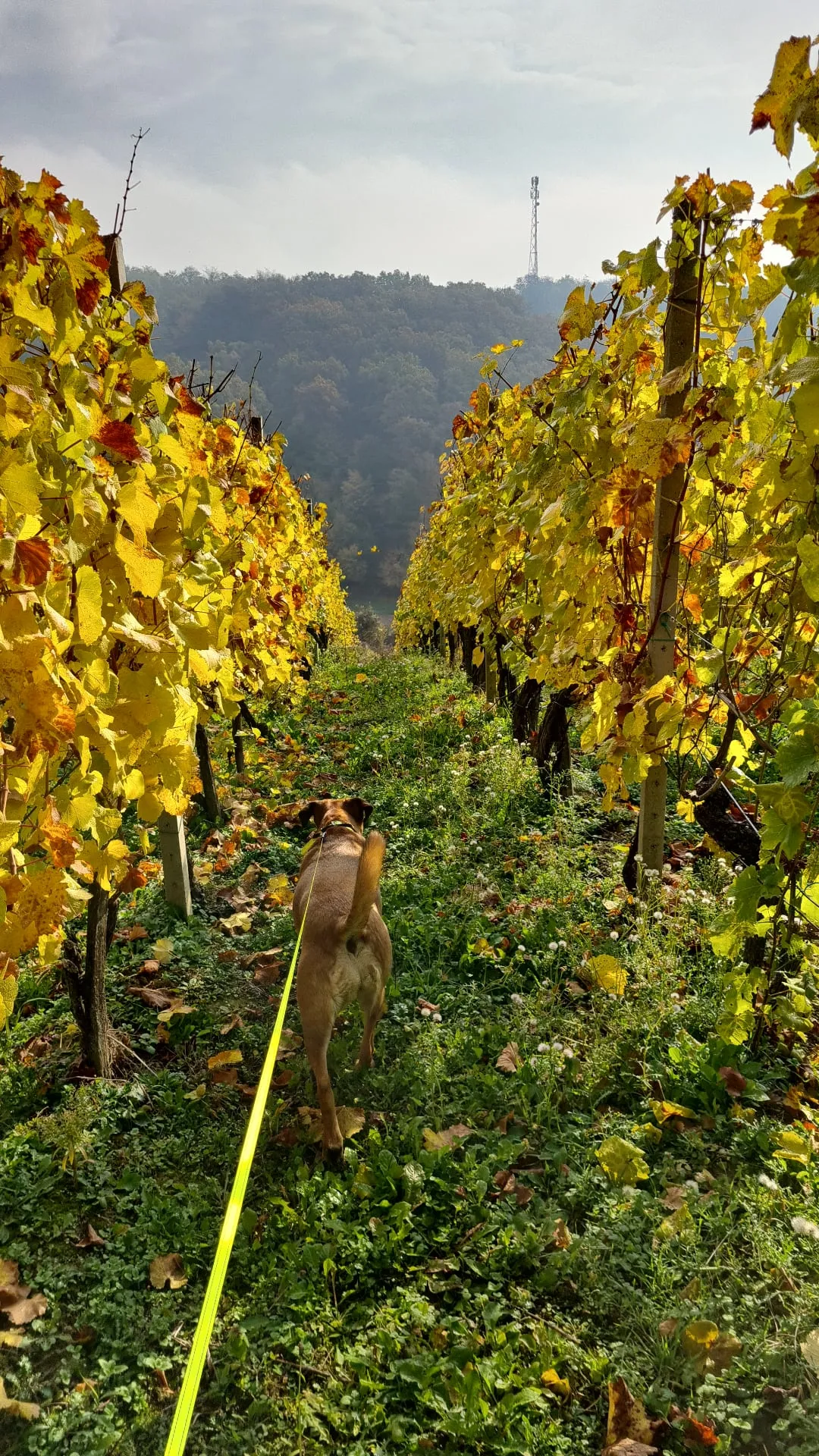 Vinograd Šibenik